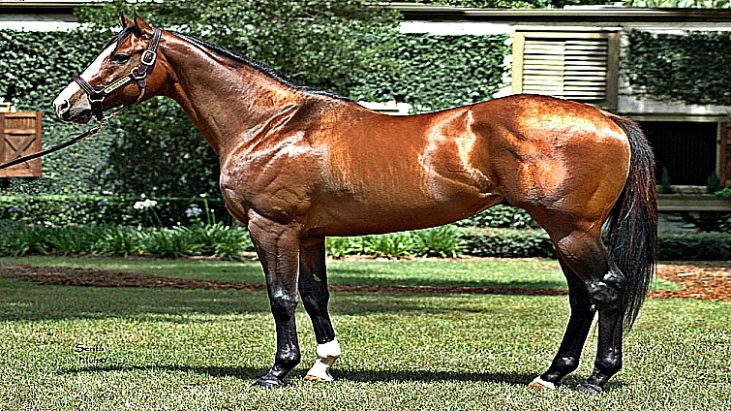 meet-the-five-most-expensive-horses-in-the-world