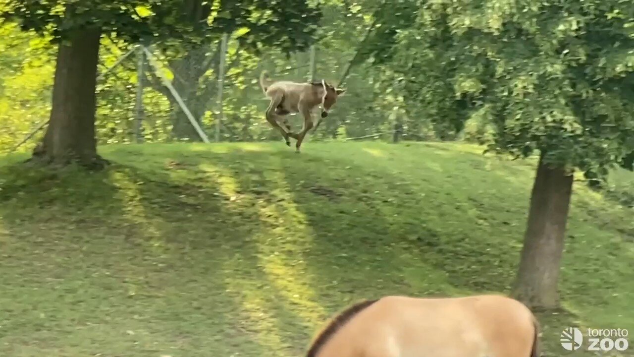 Foal jumping