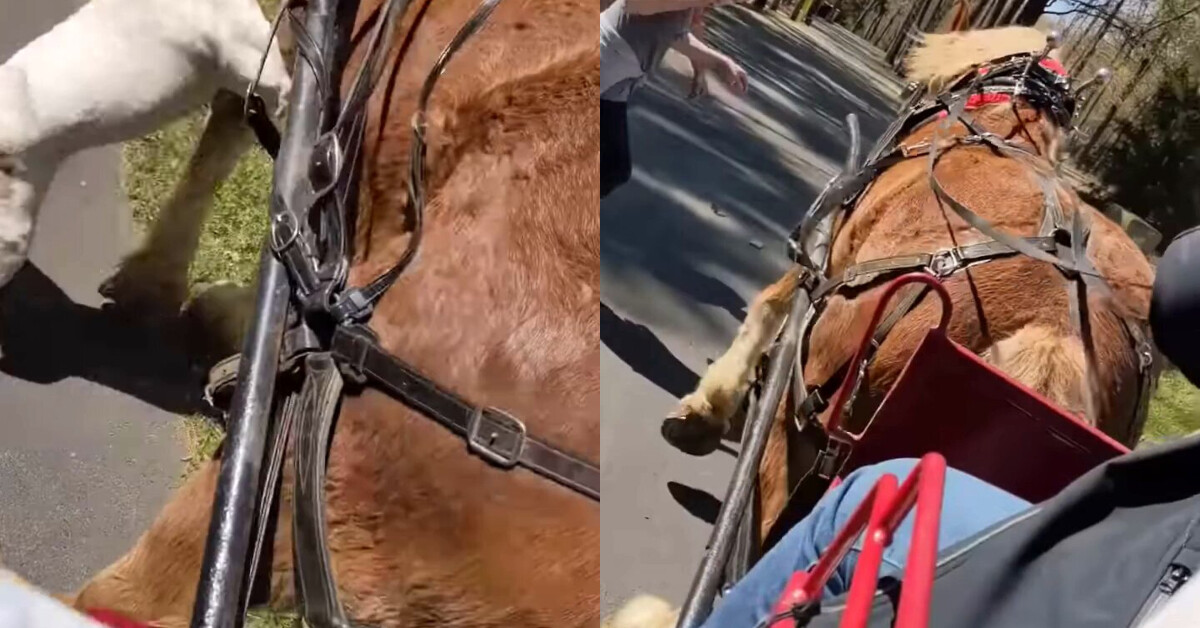 Dog attack horse