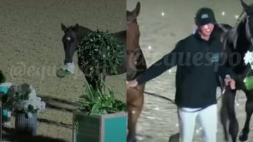 The horse delivered flowers to the coach, and the coach was overjoyed