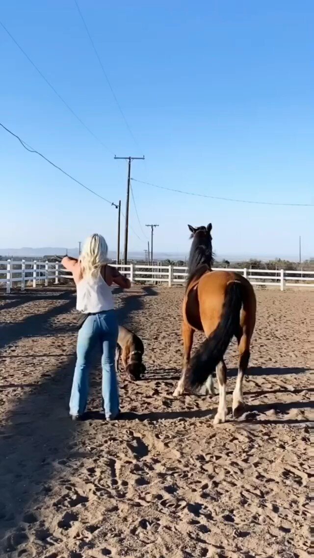 Girl, horse and dog dancing