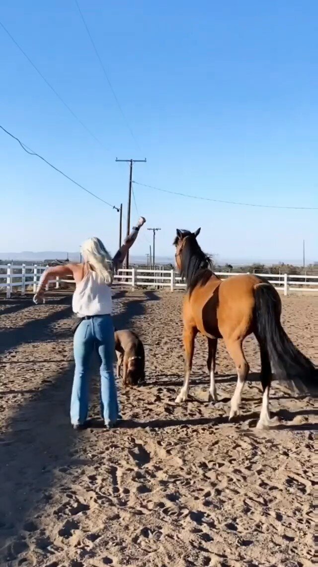 Girl horse and dog following the rhythm