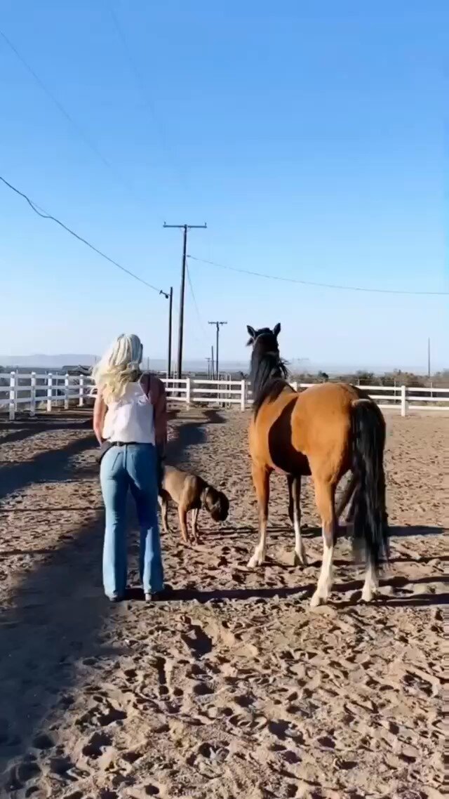Horse girl and dog dancing