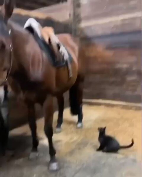 Cat trying to get in horse back