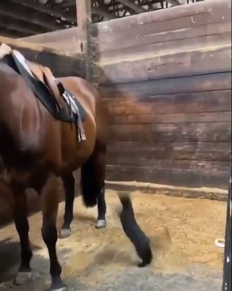 cat trying to get in horse back