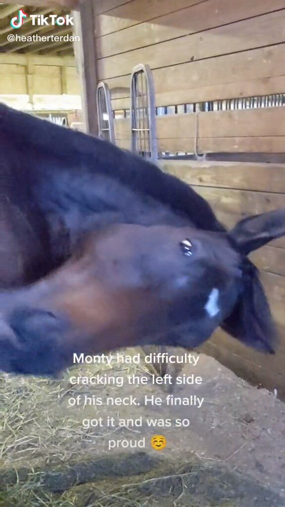 horse cracking one side of his neck