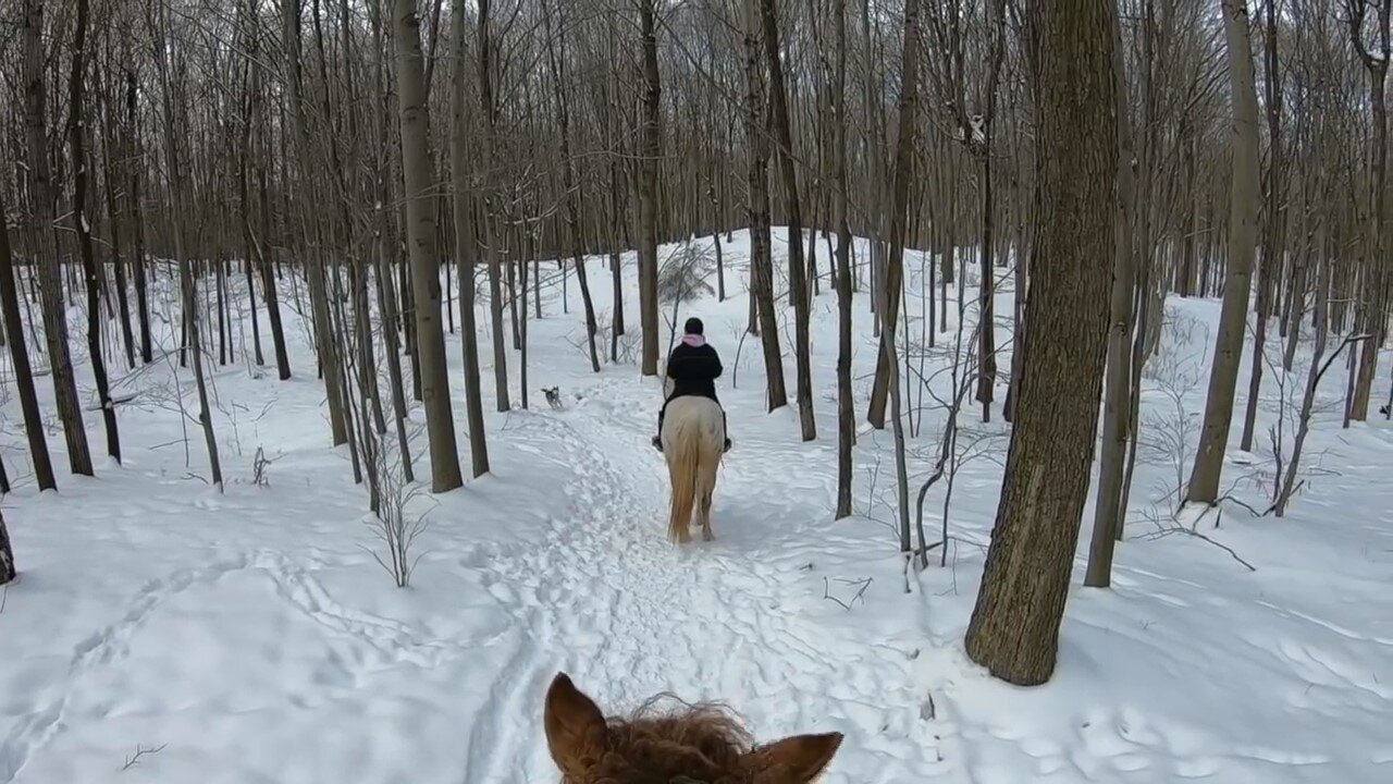 Huskies attack horse
