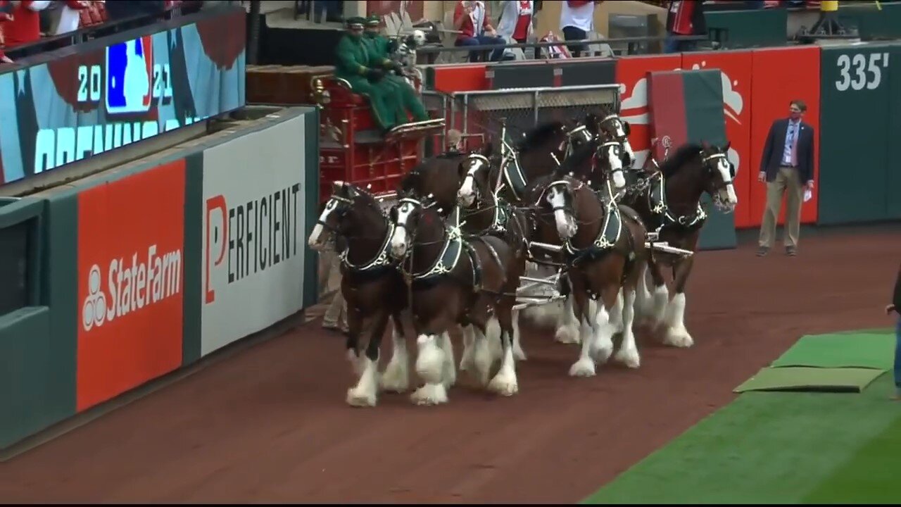 Budweiser Clydesdales entering the St. Louis field