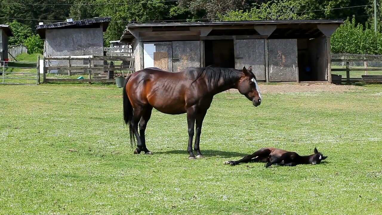 Mare and the sleeping foal