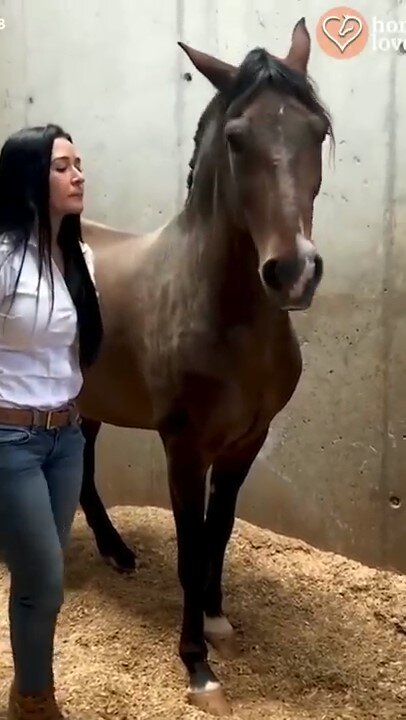 beautiful girl approaching a horse
