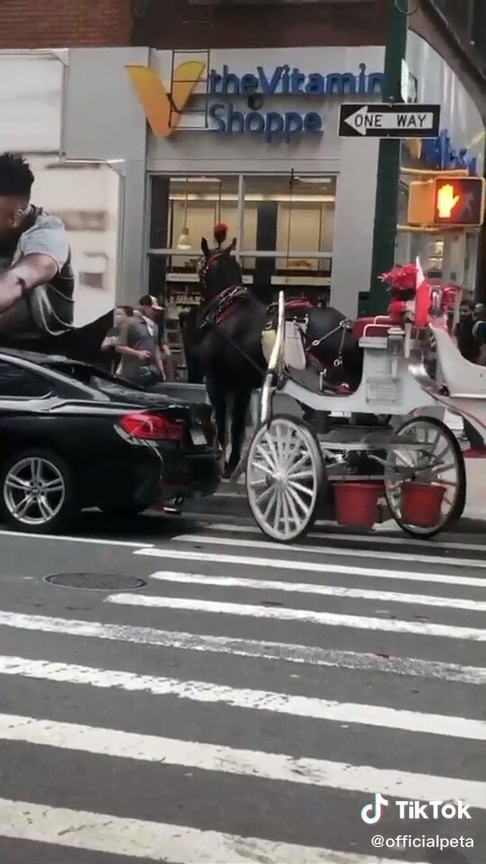Horse getting up after accident