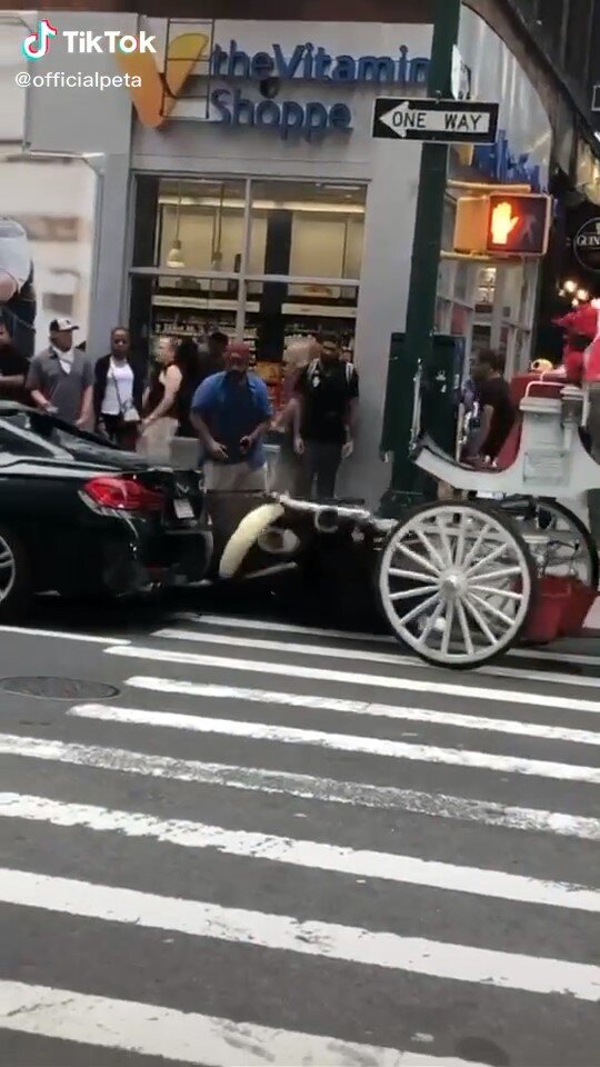 Horse carriage crashed in BMW