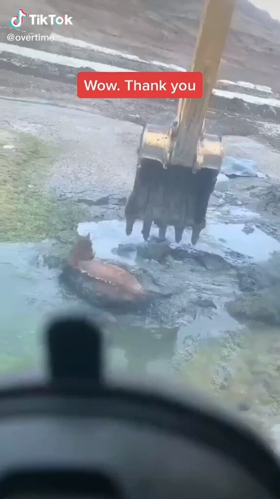 Machinery saving the horse from mud pit