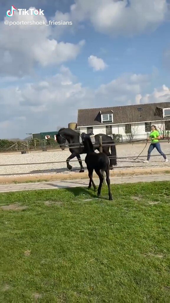 foal got some moves