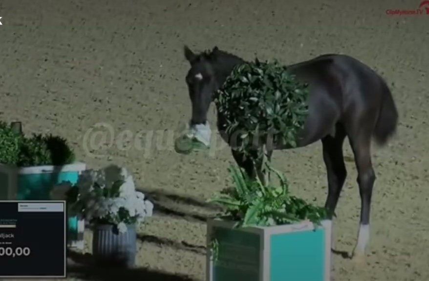 The horse taking flower