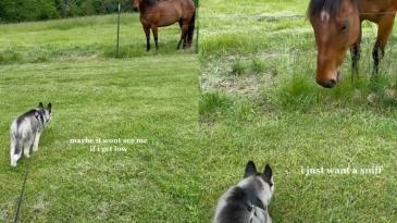 Dog first time seeing a horse