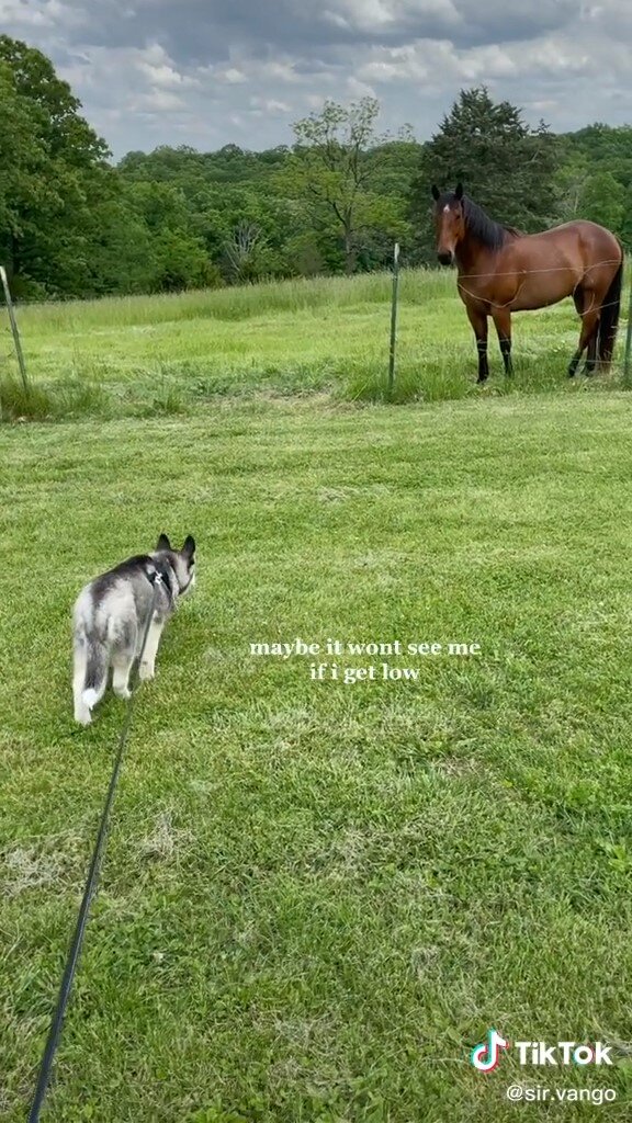 Dog trying to approach horse