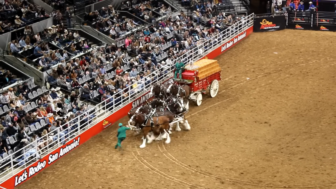 SA Rodeo Horror Accident Watch in Shock as Budweiser Wagon Plunges