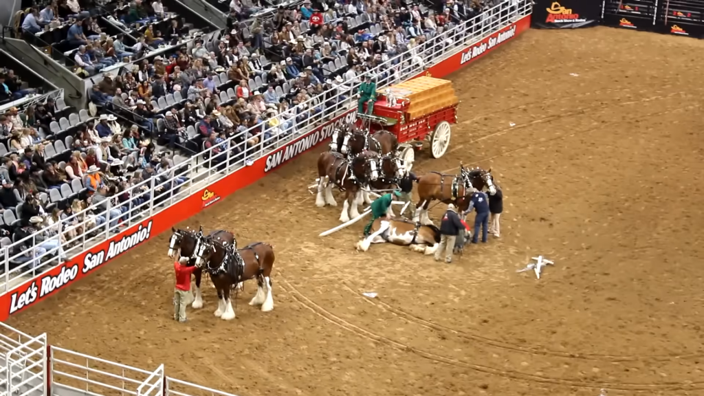 SA Rodeo Horror Accident Watch in Shock as Budweiser Wagon Plunges