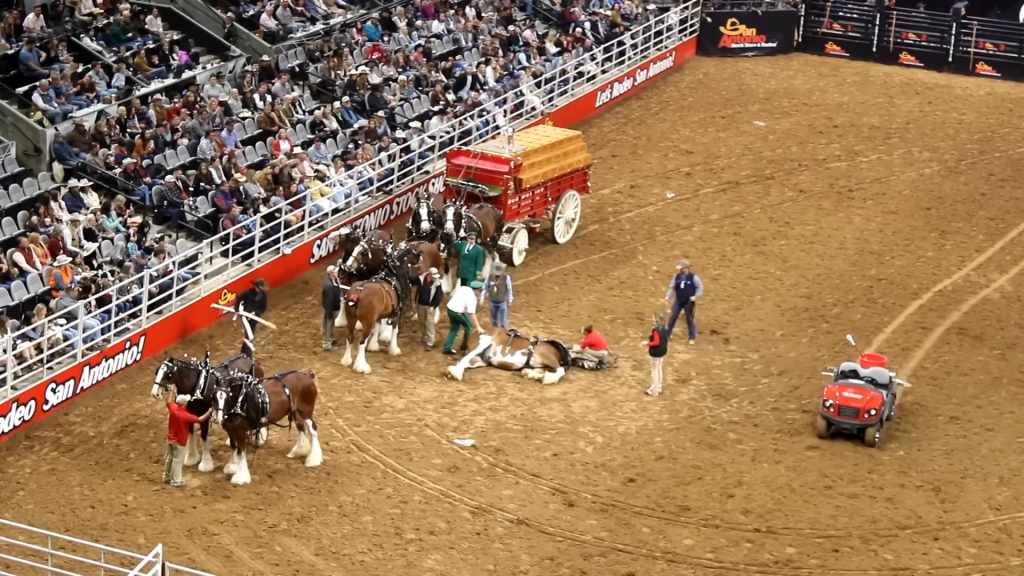 SA Rodeo Horror Accident Watch in Shock as Budweiser Wagon Plunges