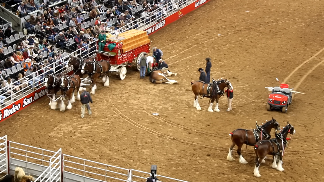 SA Rodeo Horror Accident Watch in Shock as Budweiser Wagon Plunges