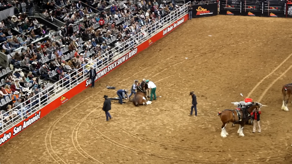 SA Rodeo Horror Accident Watch in Shock as Budweiser Wagon Plunges